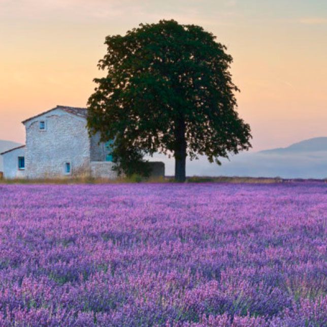 Provence & Marseille